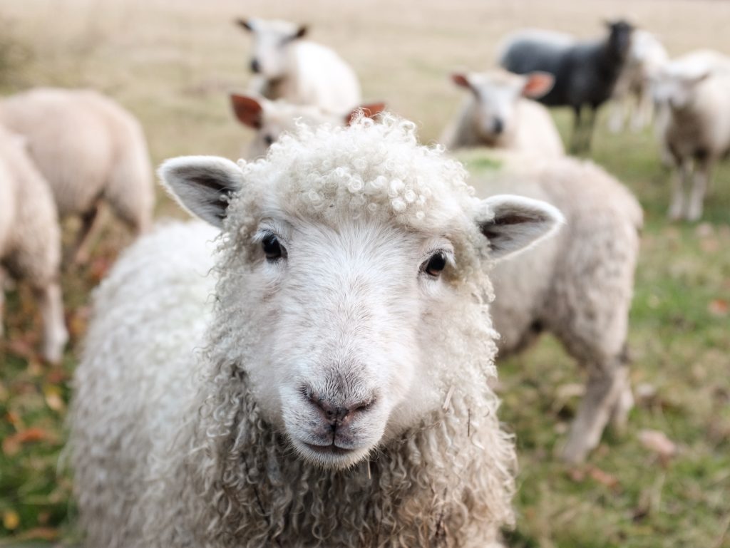 sheep-1024×769